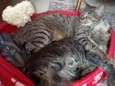 Bella e Mimo