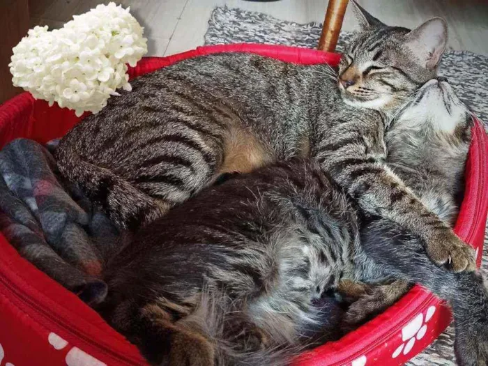 Gato ra a SRD idade 7 a 11 meses nome Bella e Mimo