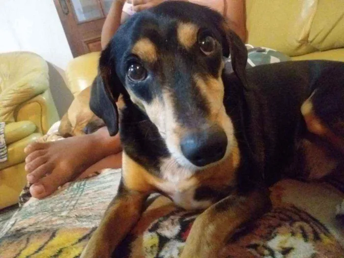 Cachorro ra a Vira lata  idade 2 anos nome Ben