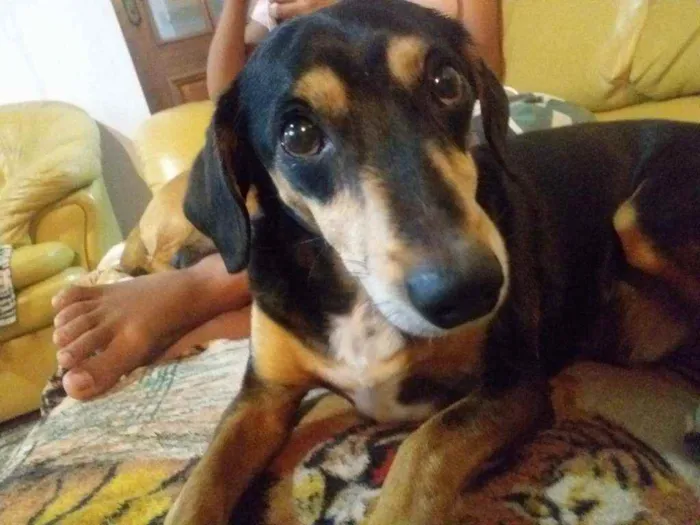 Cachorro ra a Vira lata  idade 2 anos nome Ben