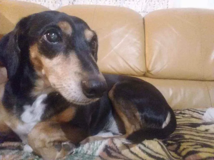 Cachorro ra a Vira lata  idade 2 anos nome Ben