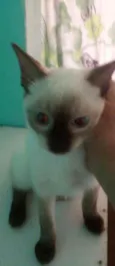 Sem nome