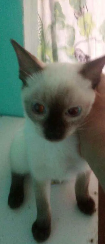 Gato raça Siames idade 2 a 6 meses nome Sem nome