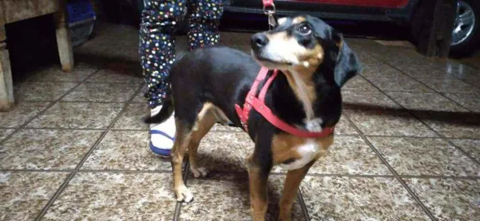 Cachorro ra a Vira lata  idade 2 anos nome Ben