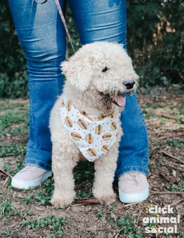 Cachorro ra a Poodle idade 6 ou mais anos nome Pipoca