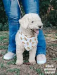 Pipoca