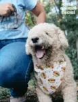 Pipoca