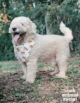 Pipoca