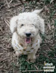 Pipoca
