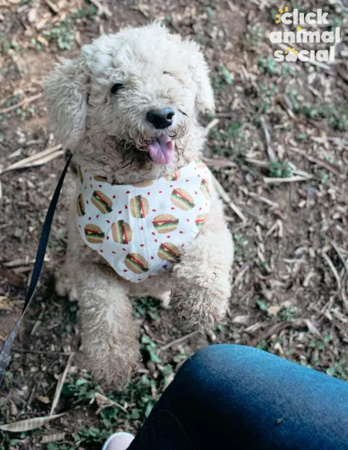 Cachorro ra a Poodle idade 6 ou mais anos nome Pipoca