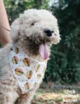 Pipoca