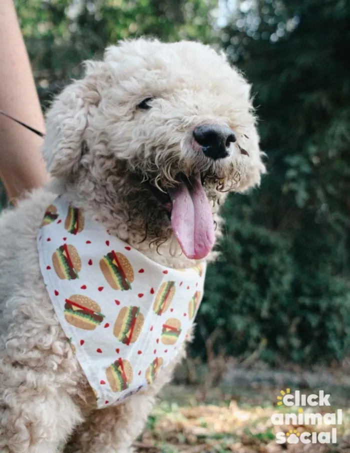 Cachorro ra a Poodle idade 6 ou mais anos nome Pipoca