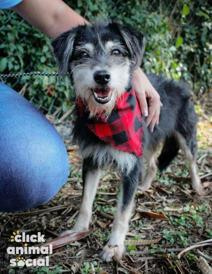 Cachorro ra a SRD-ViraLata idade 4 anos nome Thor