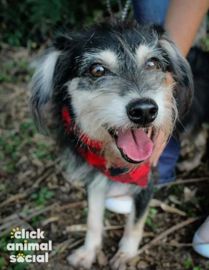 Cachorro ra a SRD-ViraLata idade 4 anos nome Thor