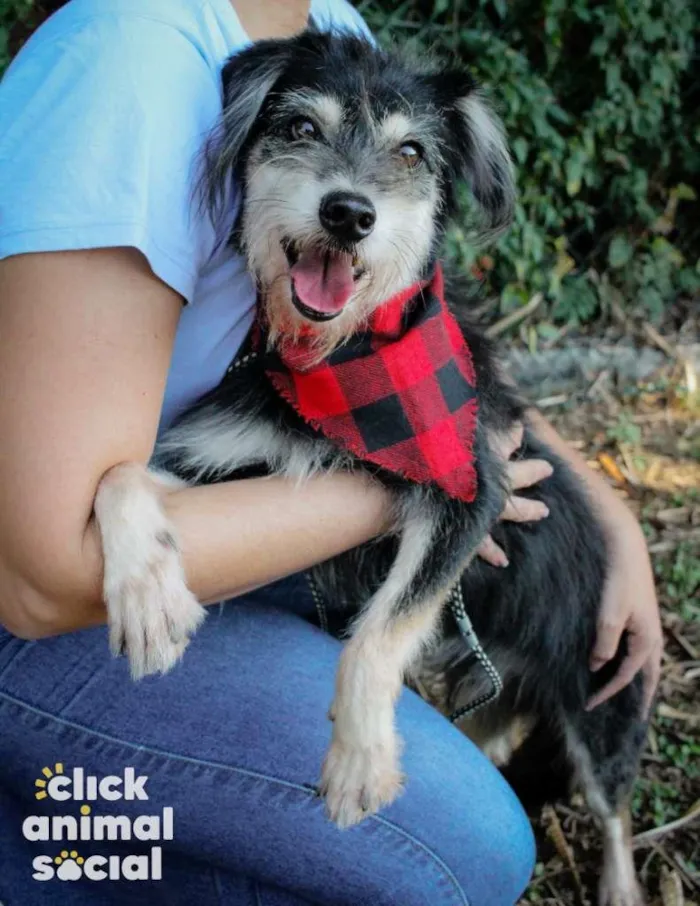 Cachorro ra a SRD-ViraLata idade 4 anos nome Thor