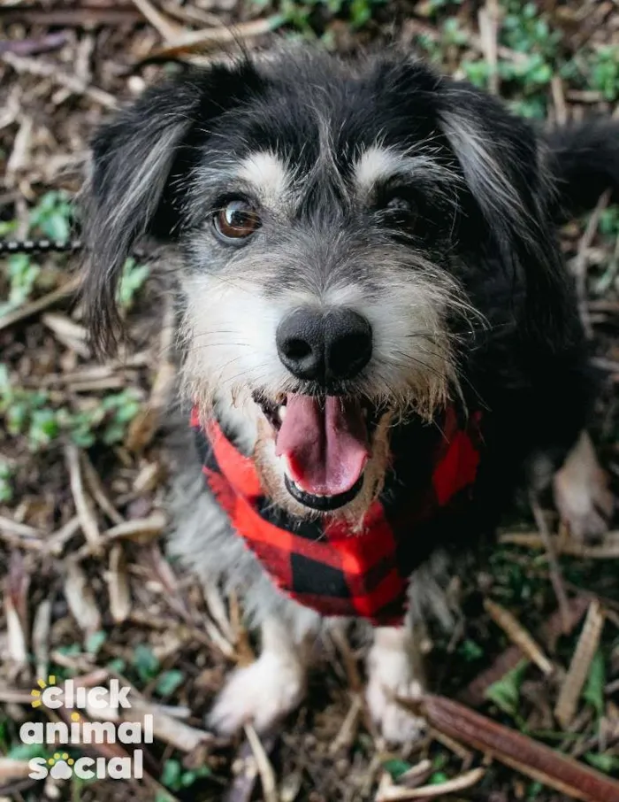 Cachorro ra a SRD-ViraLata idade 4 anos nome Thor