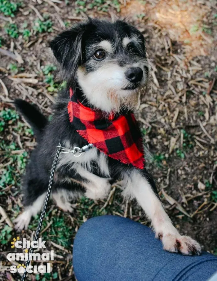 Cachorro ra a SRD-ViraLata idade 4 anos nome Thor