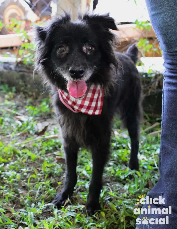 Cachorro ra a SRD-ViraLata idade 5 anos nome Elsa