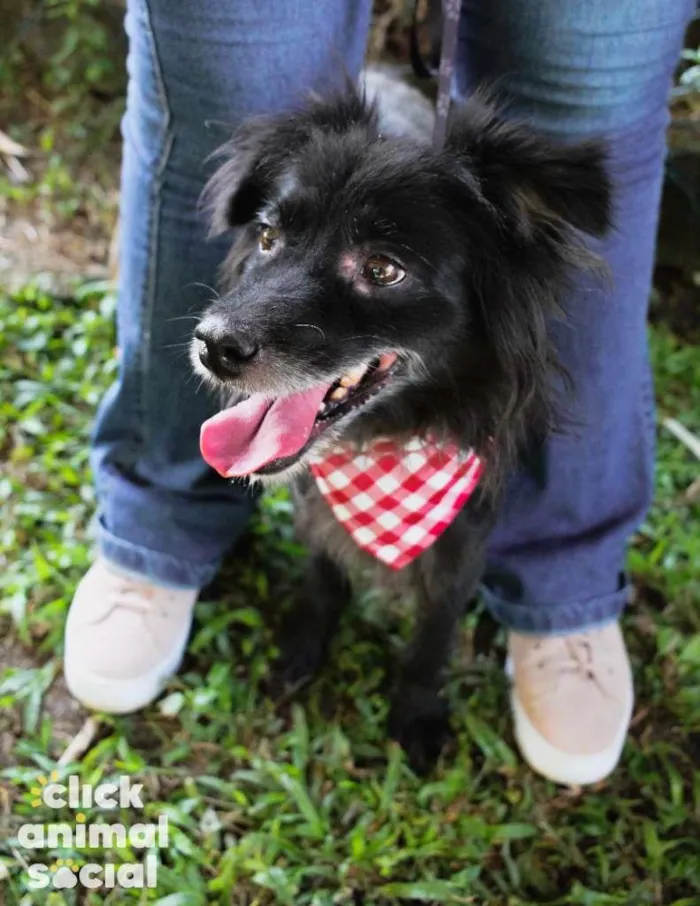 Cachorro ra a SRD-ViraLata idade 5 anos nome Elsa