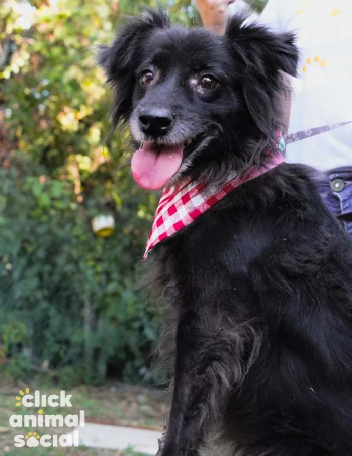 Cachorro ra a SRD-ViraLata idade 5 anos nome Elsa