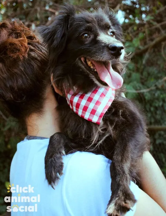Cachorro ra a SRD-ViraLata idade 5 anos nome Elsa