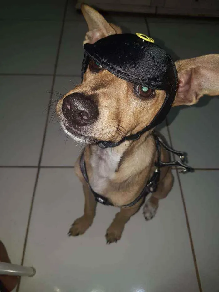 Cachorro ra a viralata idade 3 anos nome João Bento