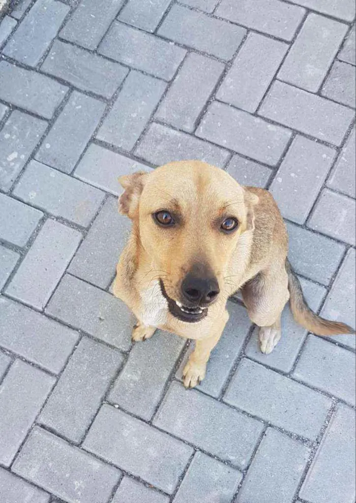 Cachorro ra a viralata idade 3 anos nome João Bento