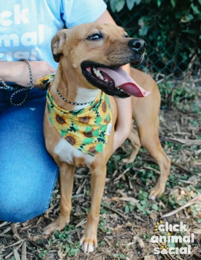 Cachorro ra a SRD-ViraLata idade 3 anos nome Vitória