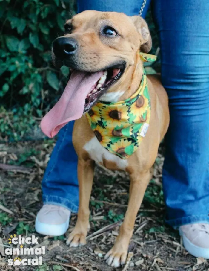 Cachorro ra a SRD-ViraLata idade 3 anos nome Vitória