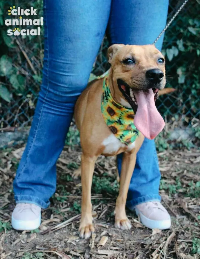 Cachorro ra a SRD-ViraLata idade 3 anos nome Vitória