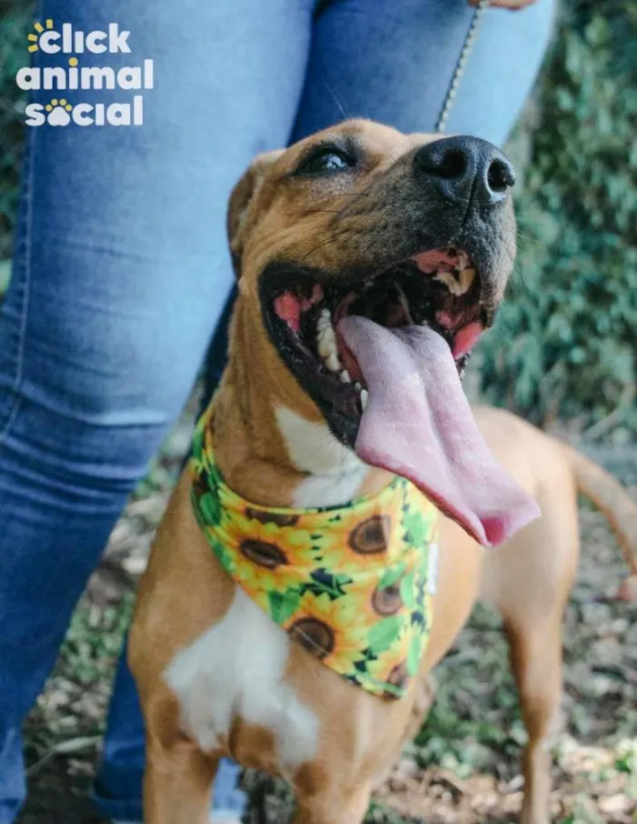 Cachorro ra a SRD-ViraLata idade 3 anos nome Vitória