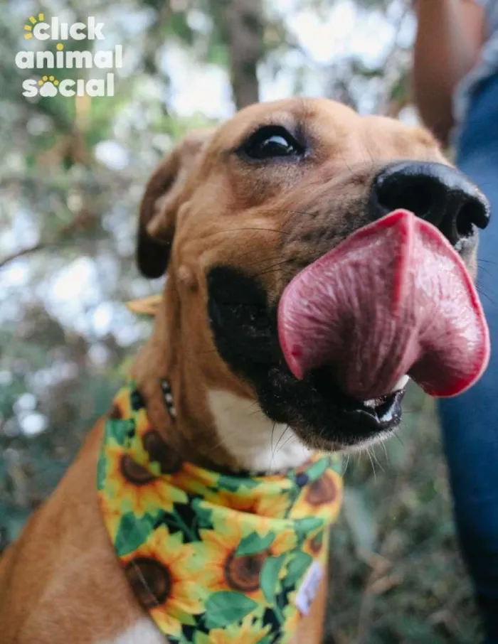 Cachorro ra a SRD-ViraLata idade 3 anos nome Vitória