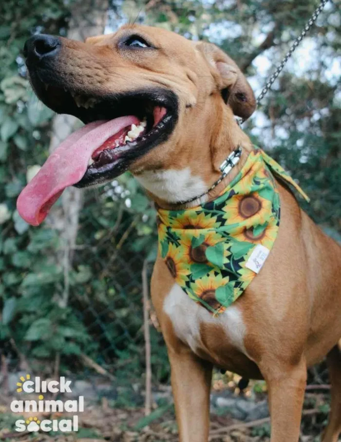 Cachorro ra a SRD-ViraLata idade 3 anos nome Vitória
