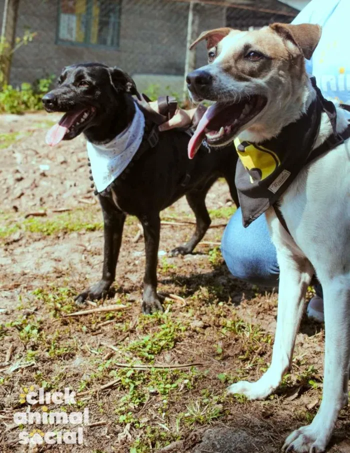 Cachorro ra a SRD-ViraLata idade 3 anos nome Yoshi & Manhoso