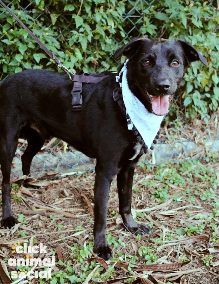 Cachorro ra a SRD-ViraLata idade 3 anos nome Yoshi & Manhoso