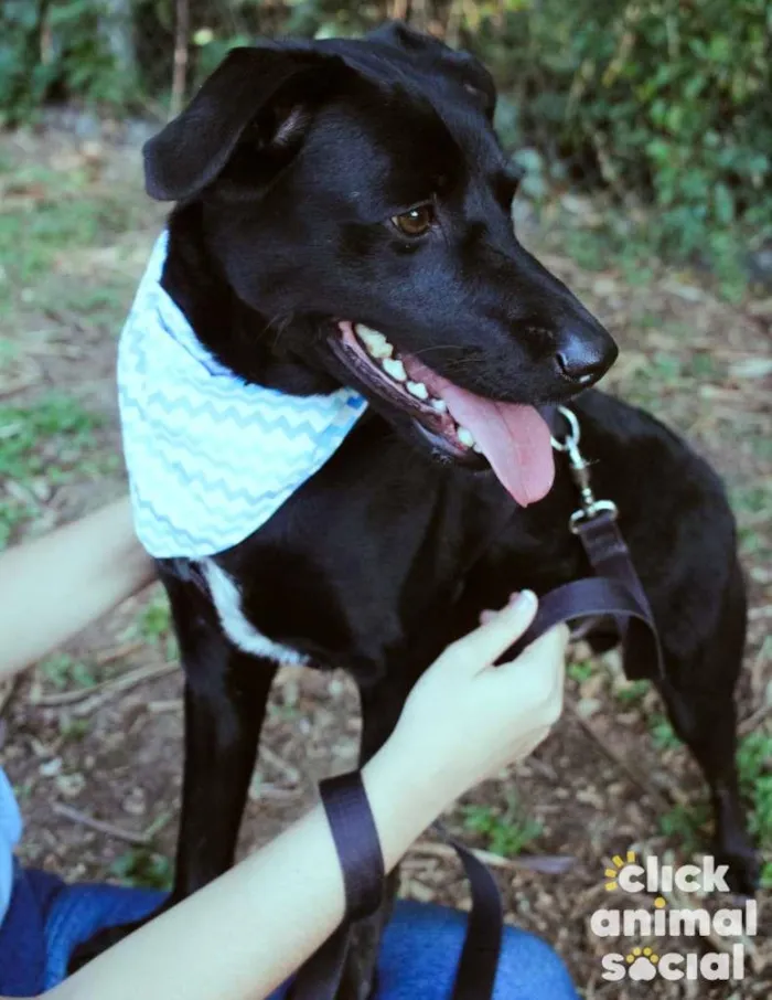 Cachorro ra a SRD-ViraLata idade 3 anos nome Yoshi & Manhoso