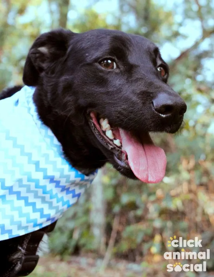 Cachorro ra a SRD-ViraLata idade 3 anos nome Yoshi & Manhoso