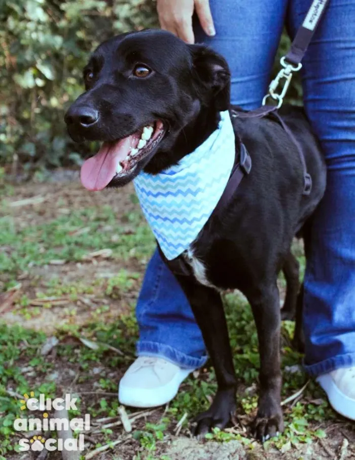 Cachorro ra a SRD-ViraLata idade 3 anos nome Yoshi & Manhoso