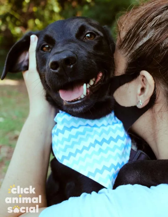 Cachorro ra a SRD-ViraLata idade 3 anos nome Yoshi & Manhoso