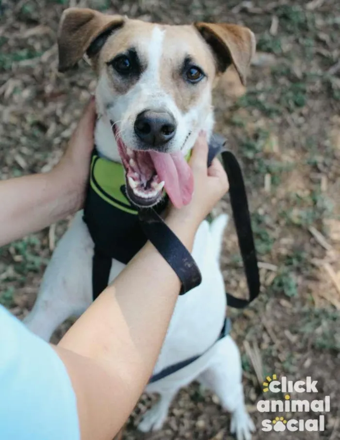 Cachorro ra a SRD-ViraLata idade 3 anos nome Yoshi & Manhoso
