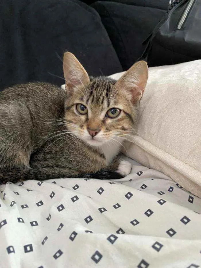 Gato raça SRD idade 2 a 6 meses nome SUE