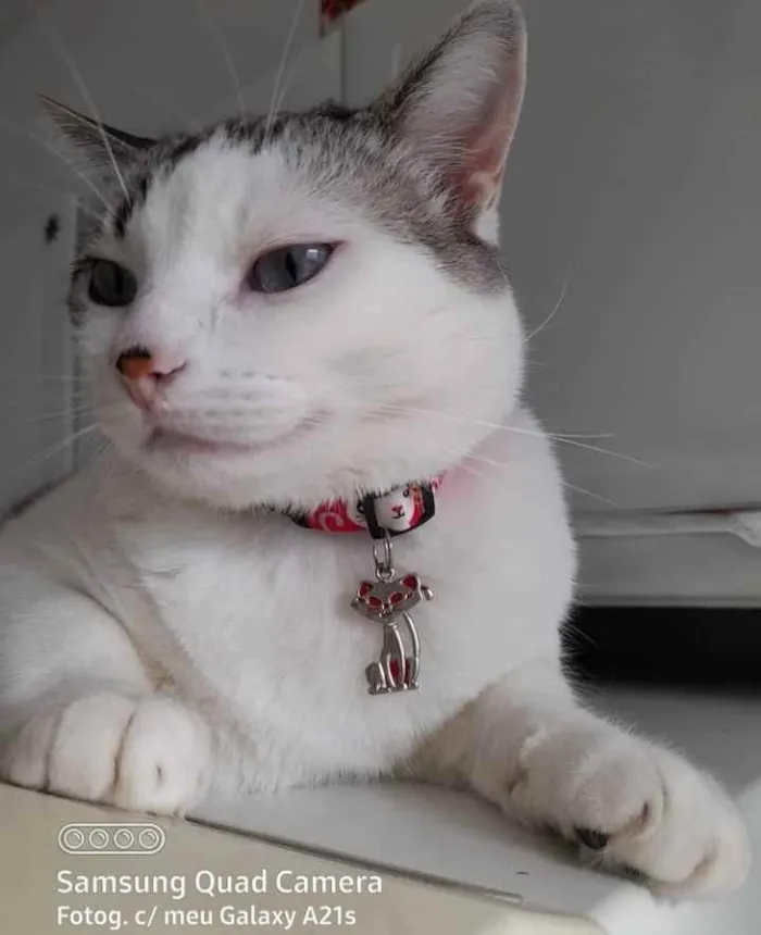 Gato raça SRD idade 3 anos nome Kiara