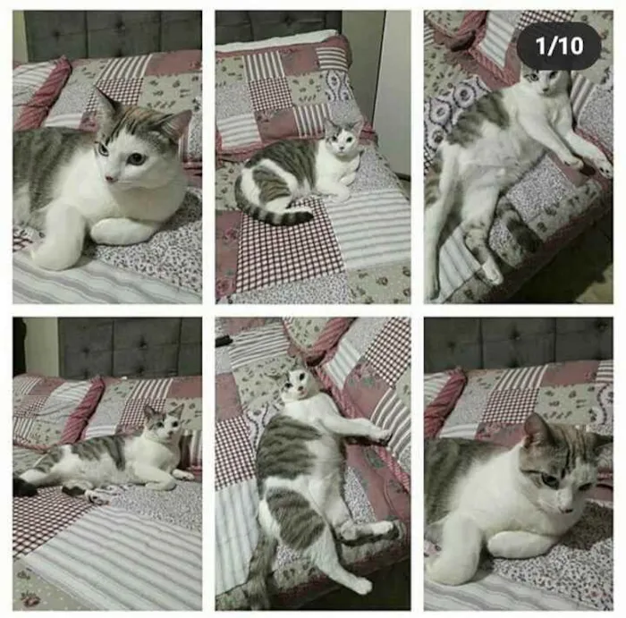 Gato raça SRD idade 3 anos nome Kiara