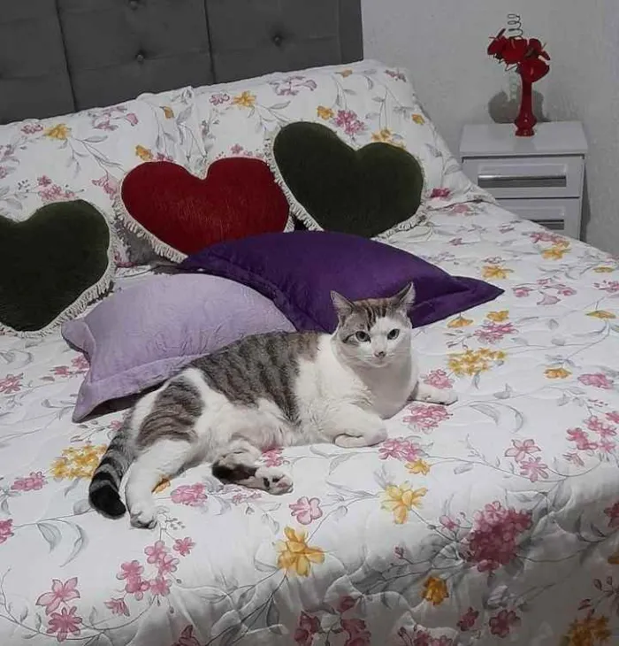 Gato raça SRD idade 3 anos nome Kiara