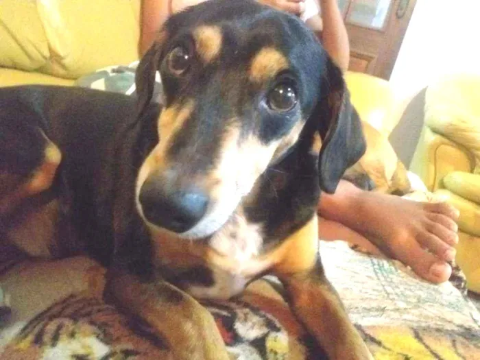 Cachorro ra a Vira lata  idade 2 anos nome Ben