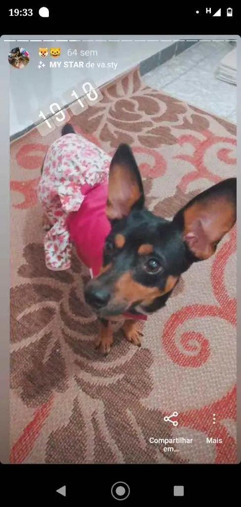 Cachorro ra a Pixie idade 2 anos nome Kiara