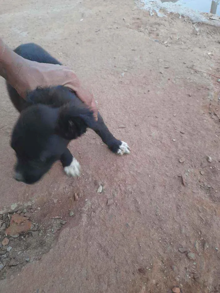 Cachorro ra a Vira lata  idade 2 a 6 meses nome Princesa 