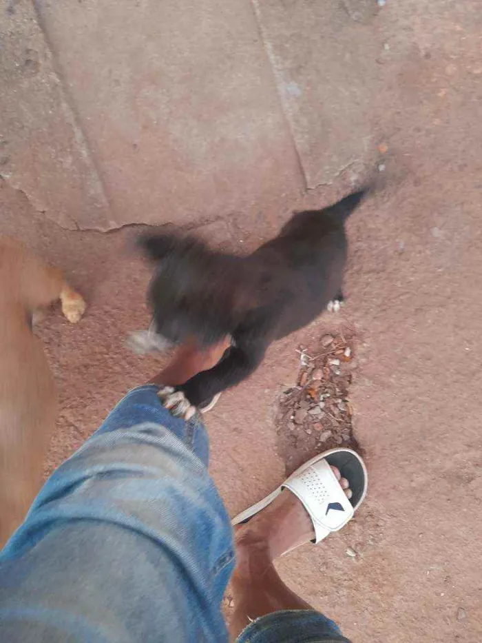 Cachorro ra a Vira lata  idade 2 a 6 meses nome Princesa 