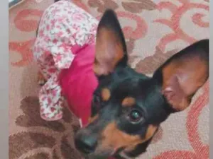 Cachorro raça Pixie idade 2 anos nome Kiara