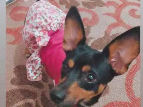 Cachorro ra a Pixie idade 2 anos nome Kiara
